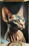 Plakat Cat Sphynx