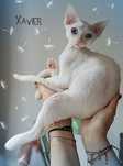 Devon rex Xavier - po prostu Boski