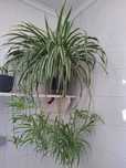 Plantas diversas