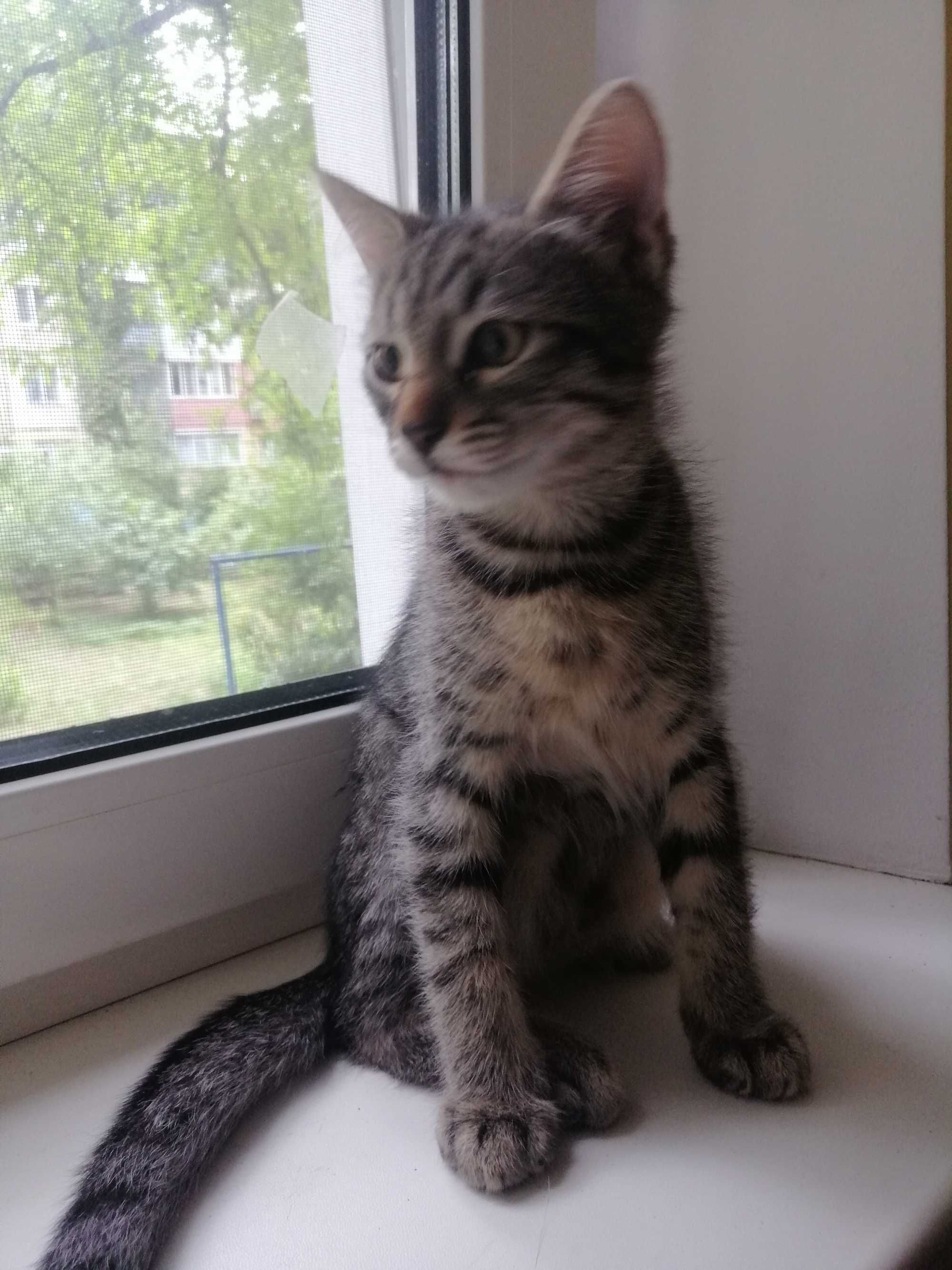 Отдам котенка в добрые руки
