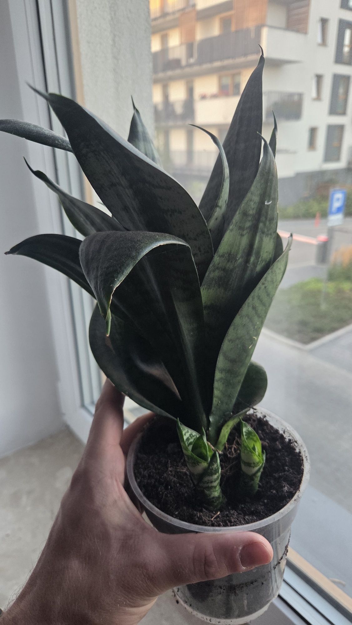 sansevieria niska