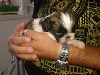 szczeniaczek SHIH TZU miniaturka umowa PASZPORT rodowód