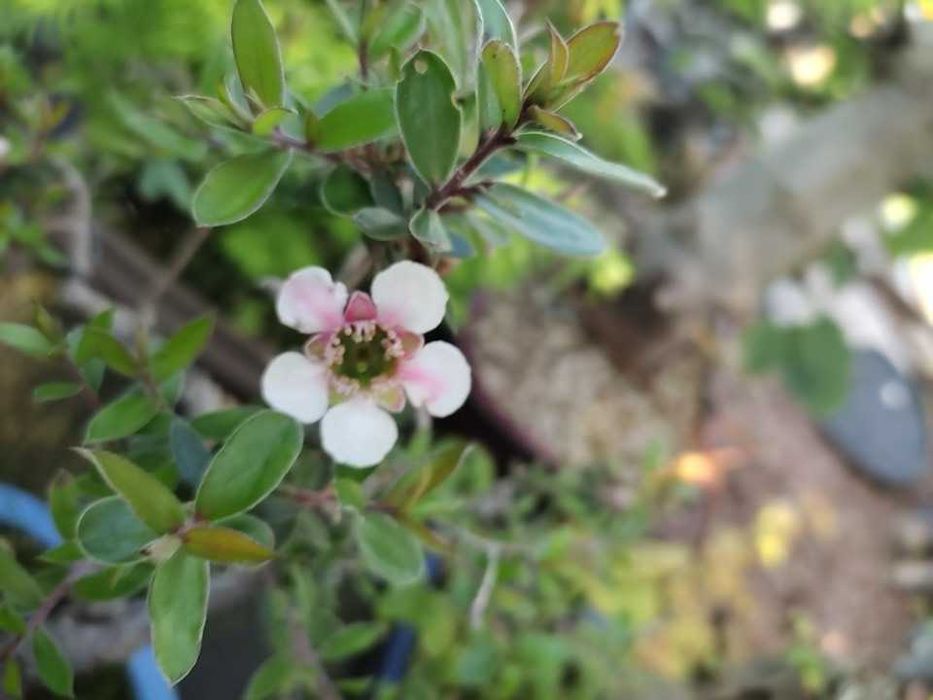 Bonsai Leptospermum