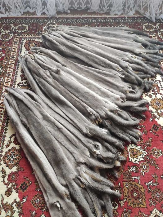 Продам шкури норки сіра68-75см$38,темно-корич і графіт72-76см ціна-дог