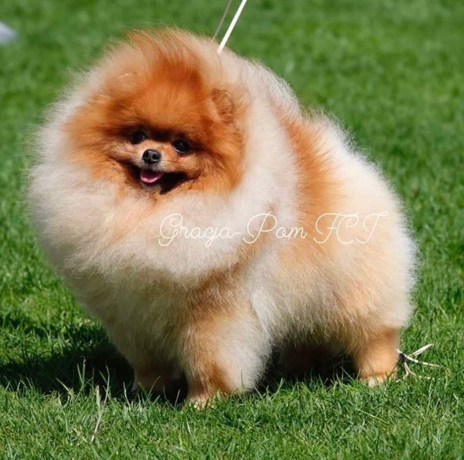 Szpic miniaturowy Pomeranian