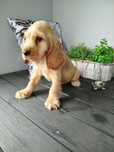 Cocker spaniel angielski