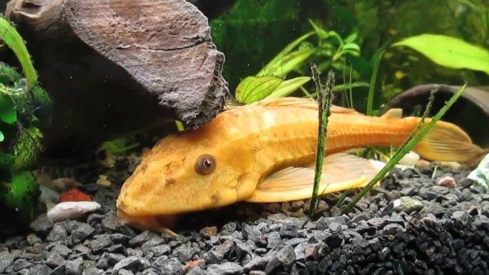 Giga 40 cm! glonojad zbrojnik albinos złoty ew zamiana jakies akwarium