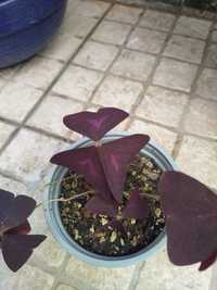 Planta trevo roxo (oxalis triangularis)