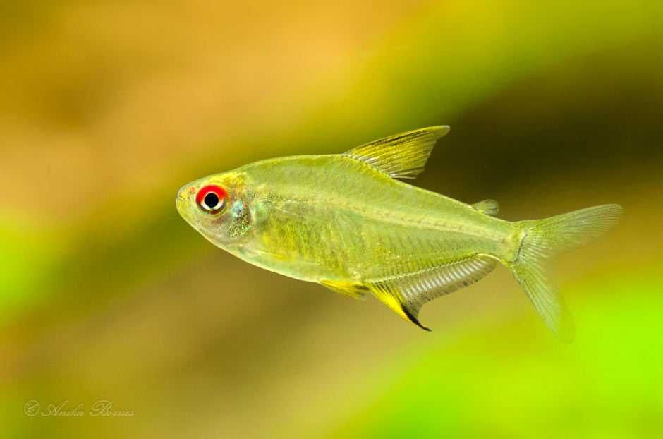 GB Bystrzyk Cytrynowy - dowóz ryb!