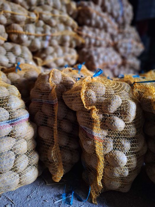 Ziemniaki w woreczkach 15 kg