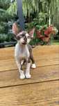Devon rex kocurek , czekkladowo bialy FPL rodowod