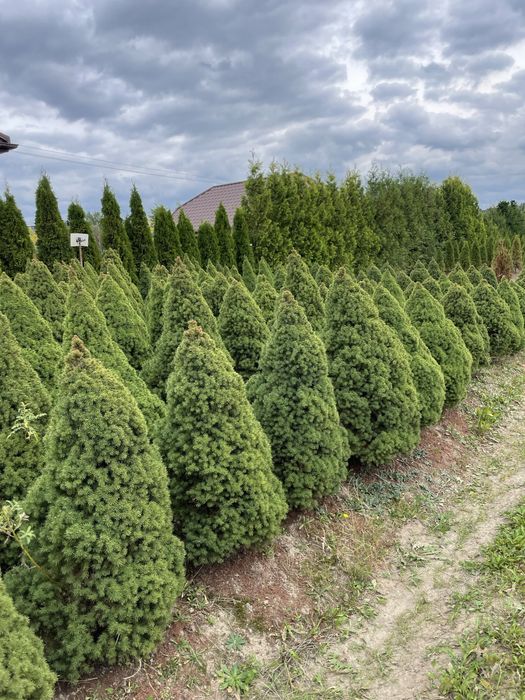 Tuja Szmaragd 250cm ‼️PRODUCENT‼️ tuje Brabant, świerki