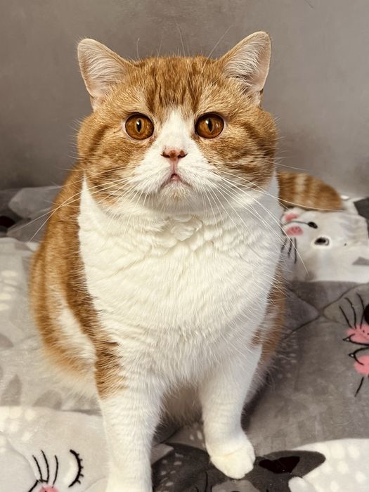 Шотландський котик.