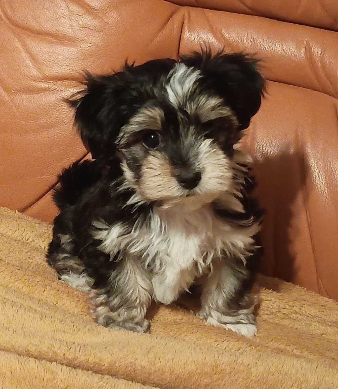 Morkie, Morkshire piesek
