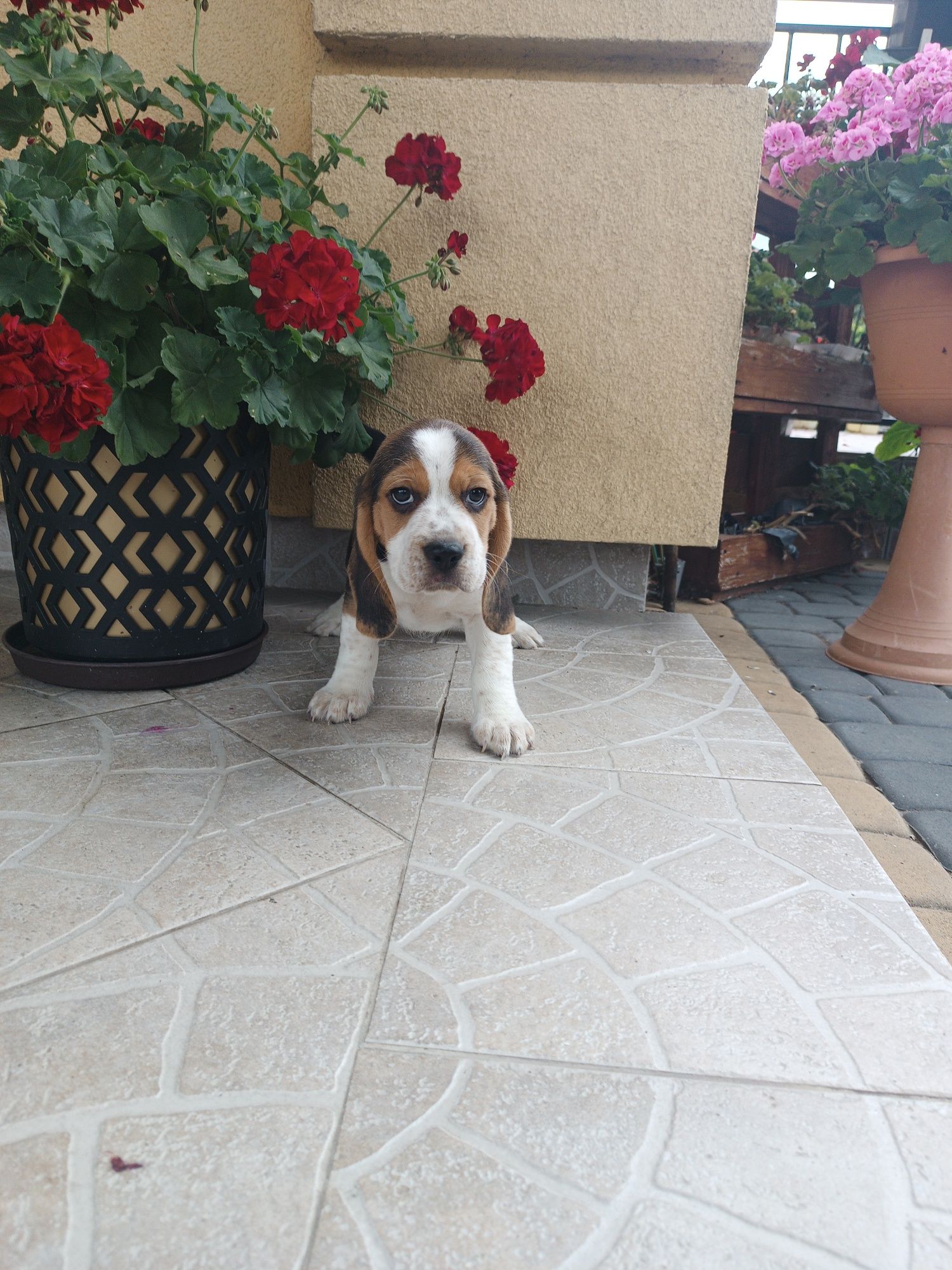 Szczeniak Beagl ( chłopca)