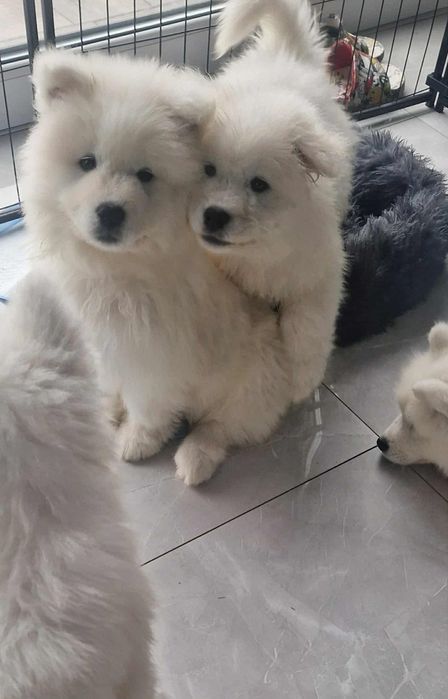 Samoyed SWKiPR-gotowe do odbioru