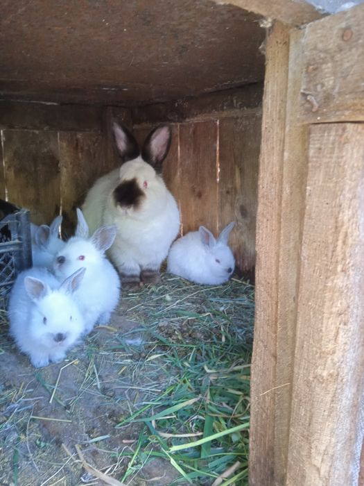 Продам самку с крольчатами колифорнийской породы