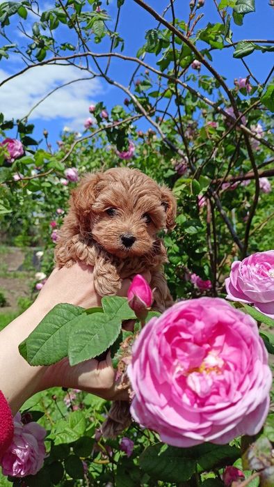 Мальтіпу малюки хлопчики та дівчатка