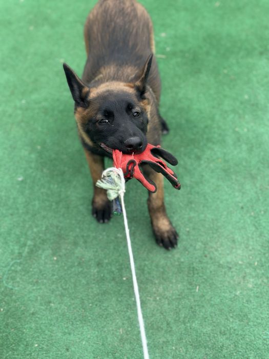 Пропоную дівчинку малінуа