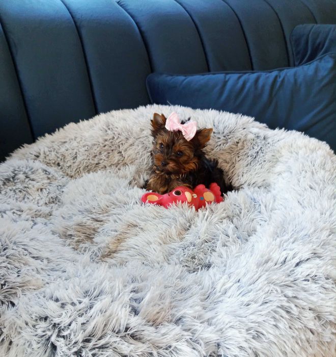 YORK Yorkshire terier PIESEK miniaturka Yorkshire terrier