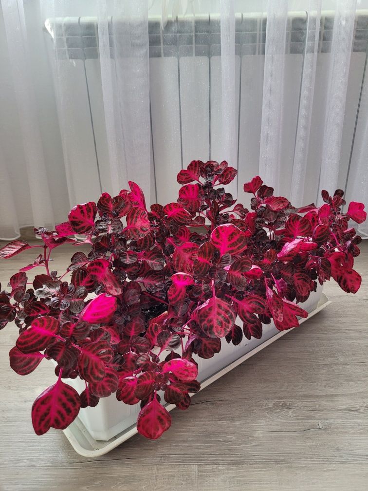Kwiatek / młoda sadzonka  - Irezyna Herbasta - Czerwona