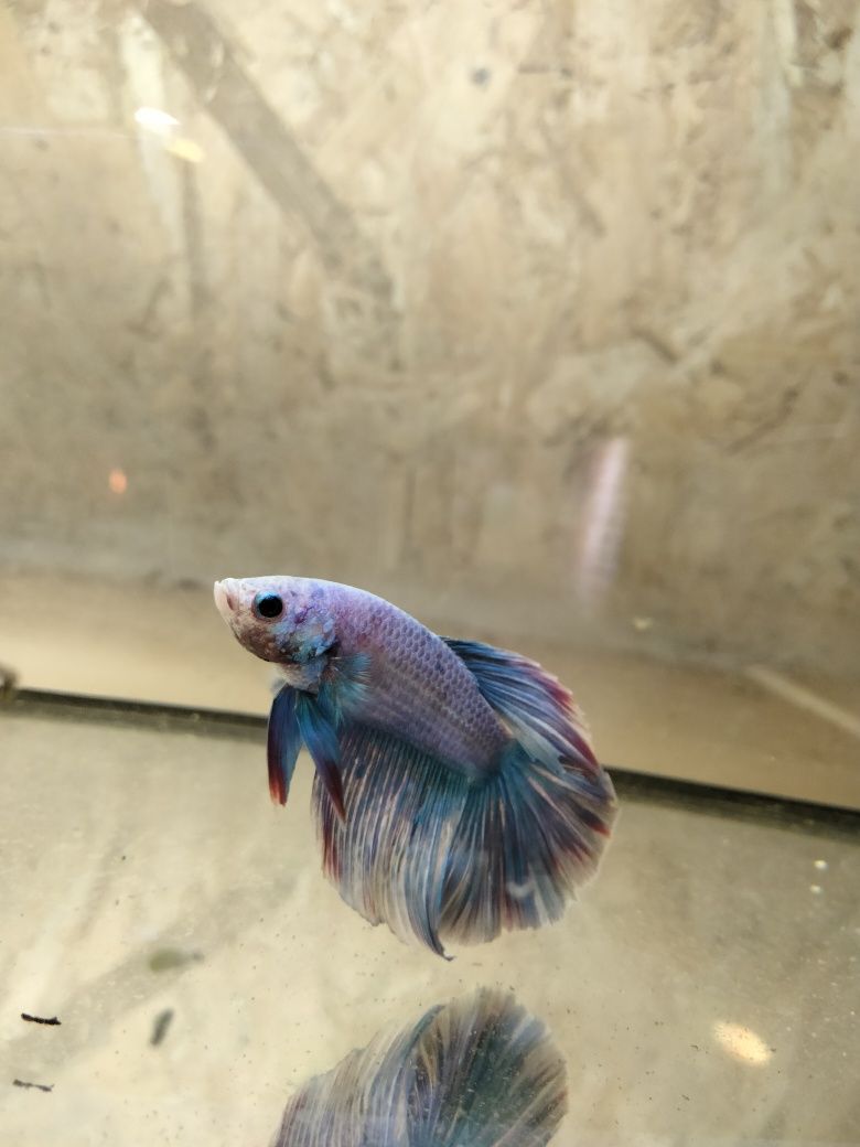 Bettas Macho muito bonito