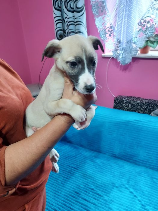 Chart Angielski Whippet piesek