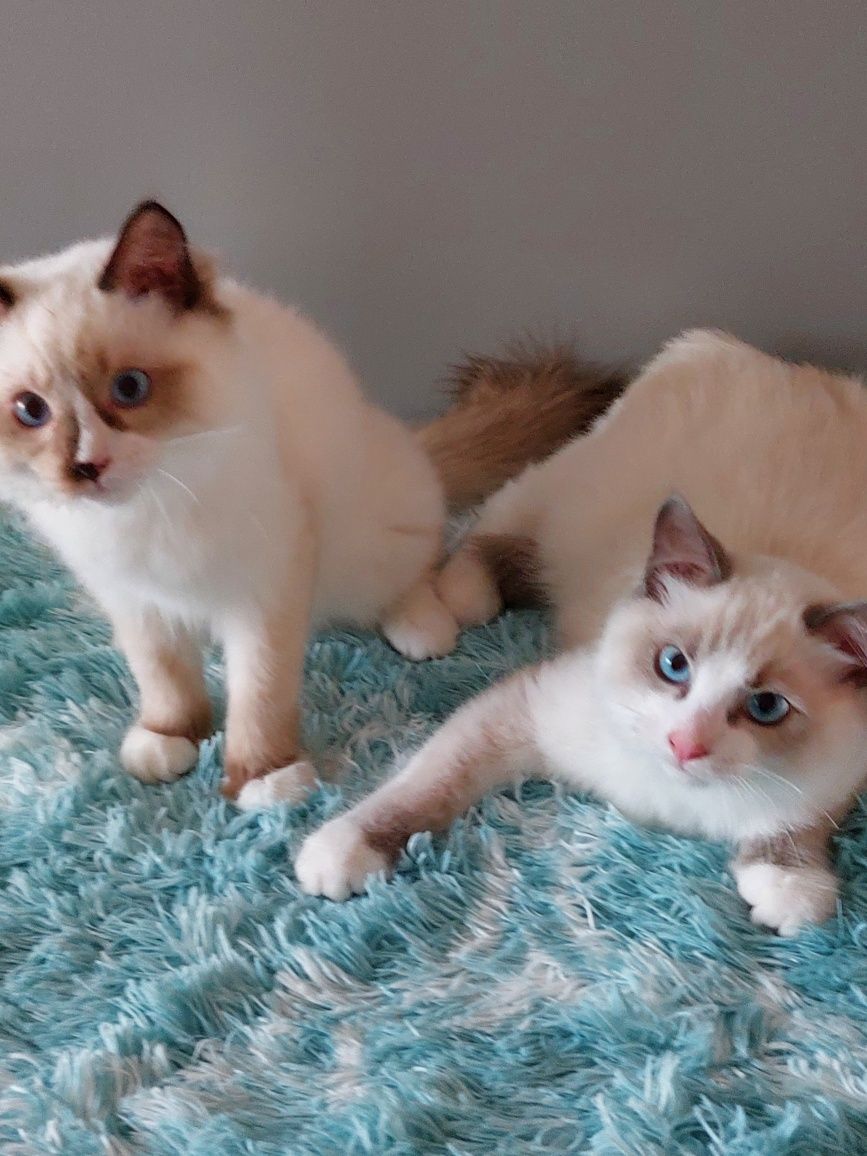 Kocurek Ulfi Ragdoll do rezerwacji