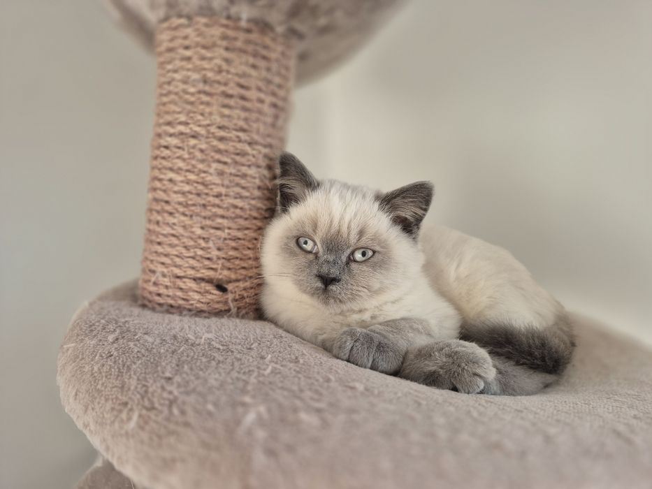 Ostatni Kot Brytyjski FPL point niebieski