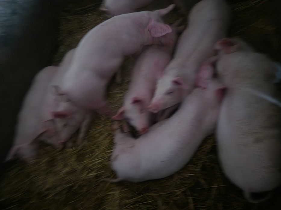 Warchlaki (prosiaki)