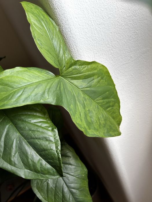 Syngonium Mojito planta grande