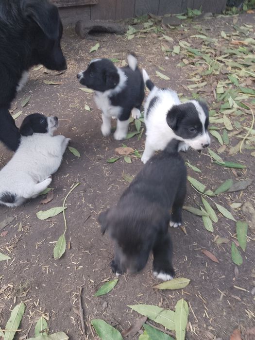 Śliczne, łaciate szczenięta do adopcji