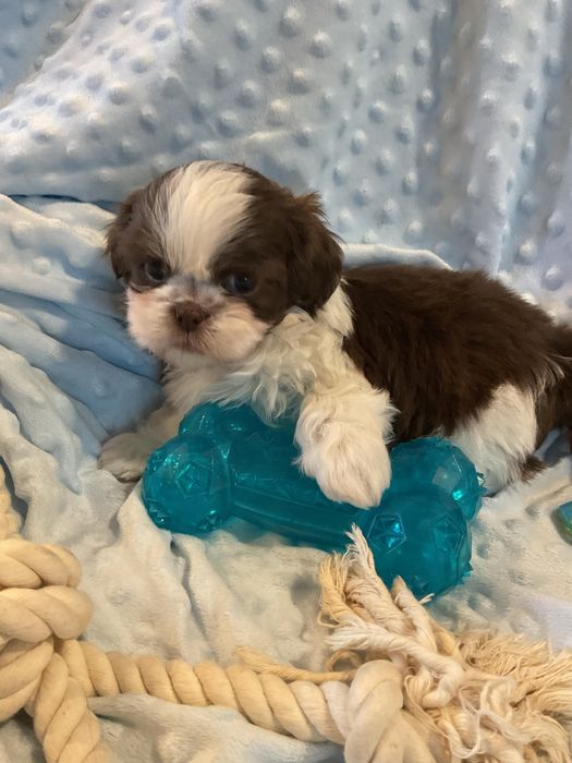 Shih - tzu Salonowe Pieski Czekoladowe