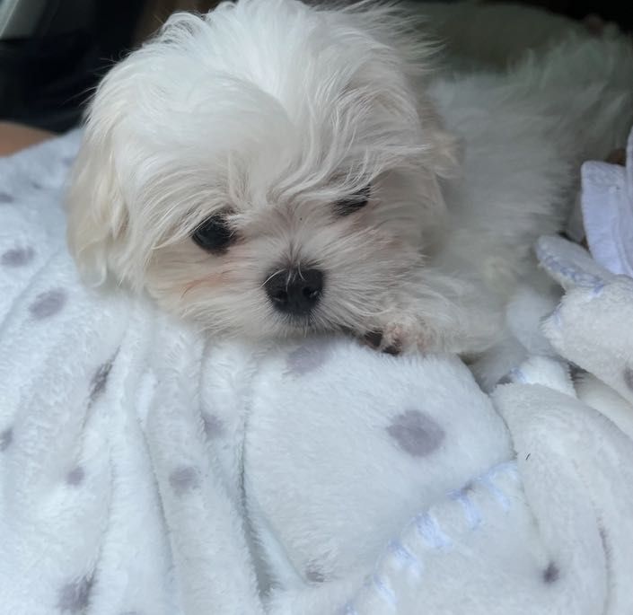 Maltańczyk suczka mini zkwp fci