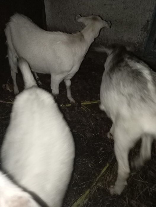 Нубійські кози дівчата