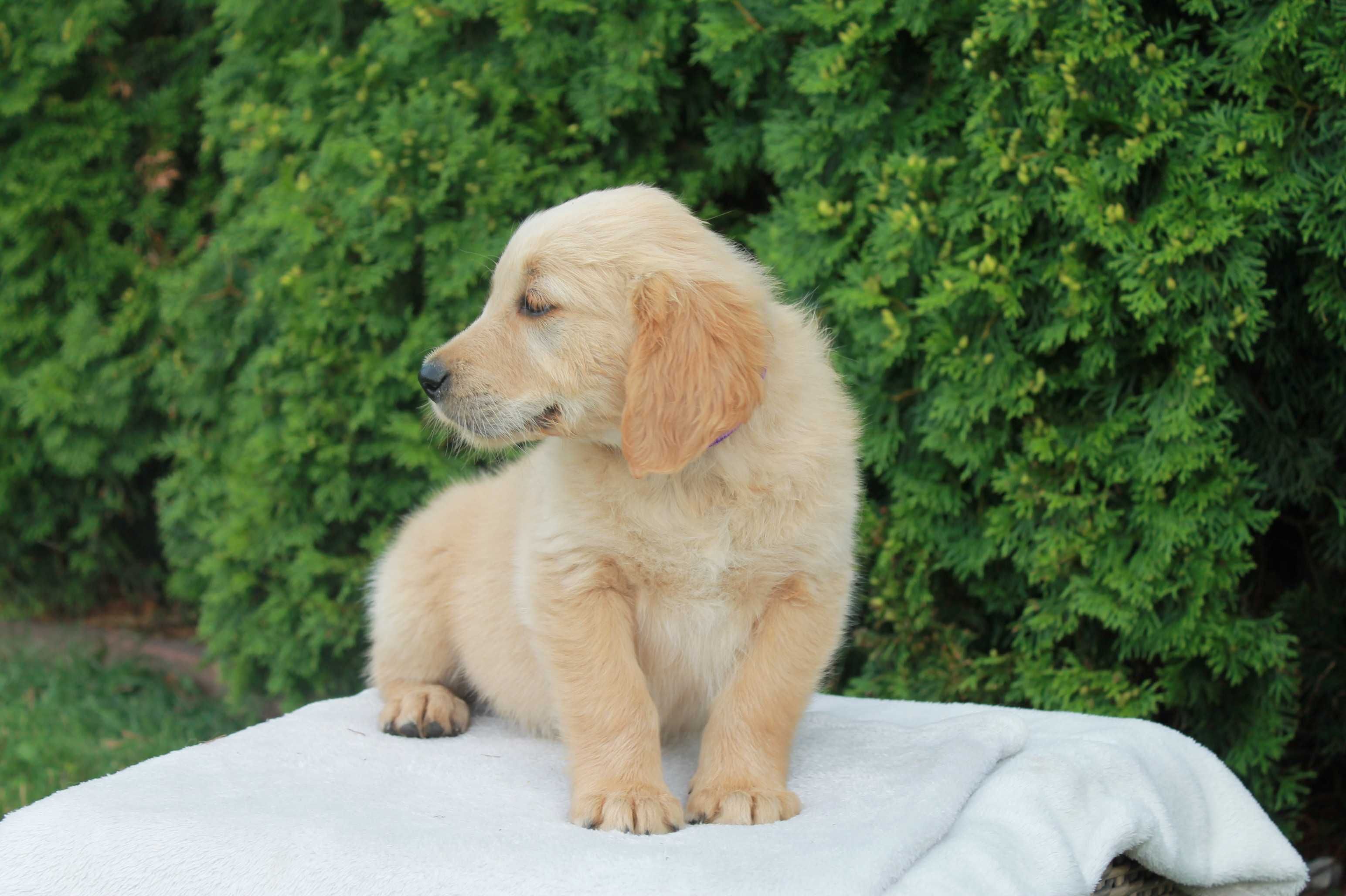 Piesek Golden Retriever złoty - gotowy do odbioru