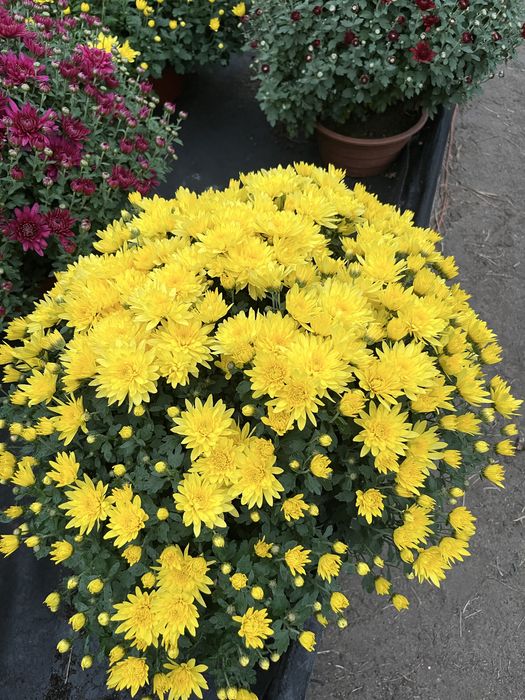 Chryzantemy Zapraszam #