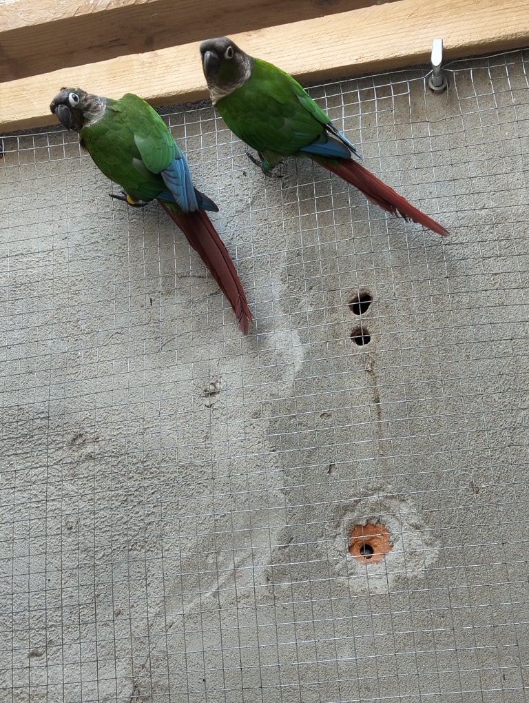 Casal de Pyrrhuras
