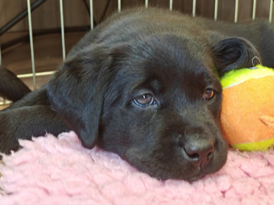 Labrador Retriever Suczka Związek Kynologiczny w Polsce