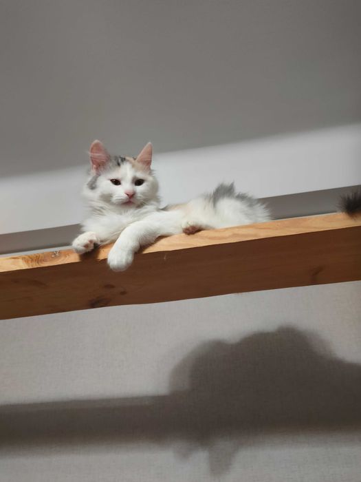 Чудесные котята девочки возраст около 4 месяцев ищут дом!