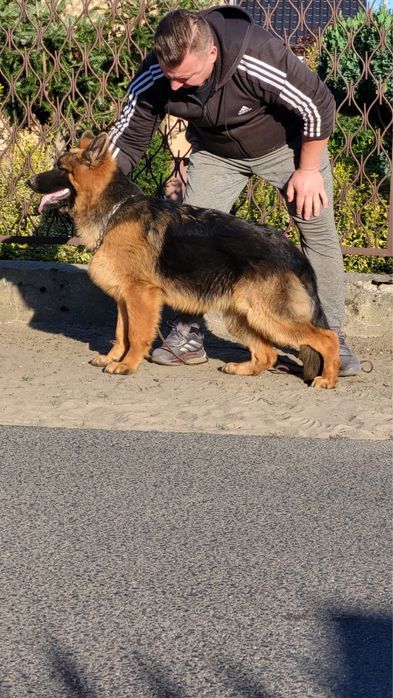 Owczarek niemiecki piesek szczeniak dlugowlosy