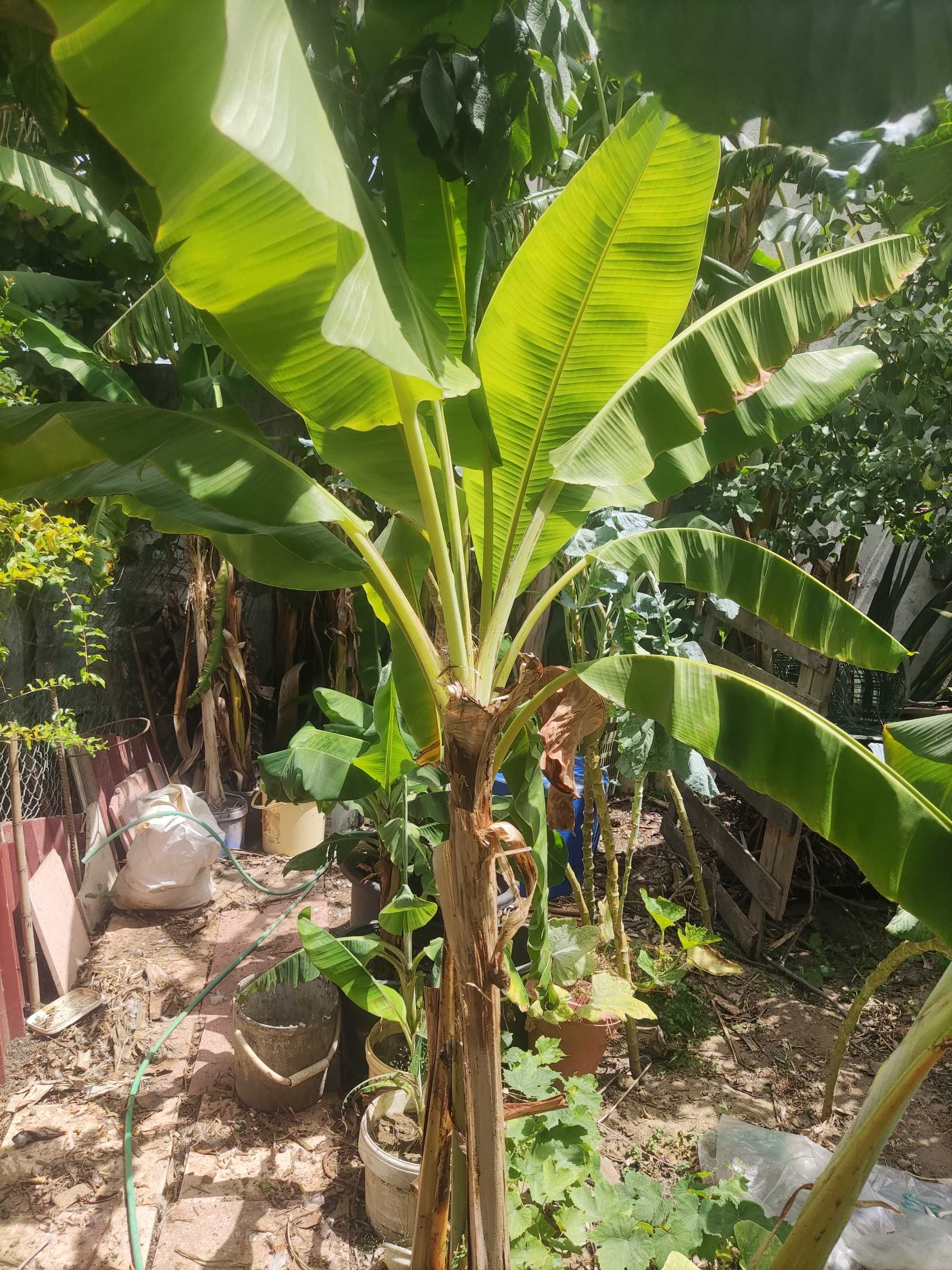 Vende-se bananeiras de boa produtividade