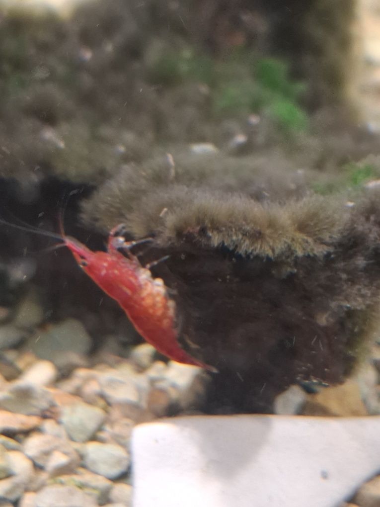 Tetra,danio i inne