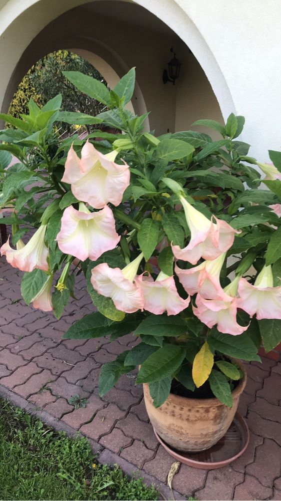 Datura -brukmansja 10 szt patyki kolor mix