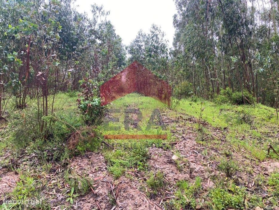Terreno com 2280m2
