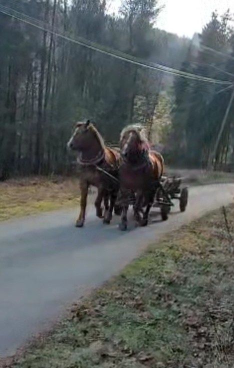Sprzedam 2 wałachy zimnokrwiste