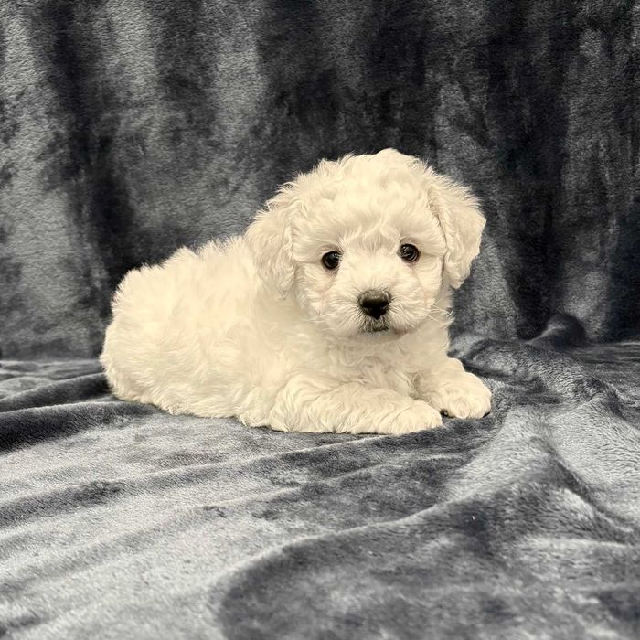 Bichon frise FCI, piękny piesek