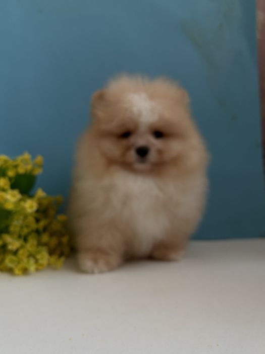 Vip Ведмедик шоу класс