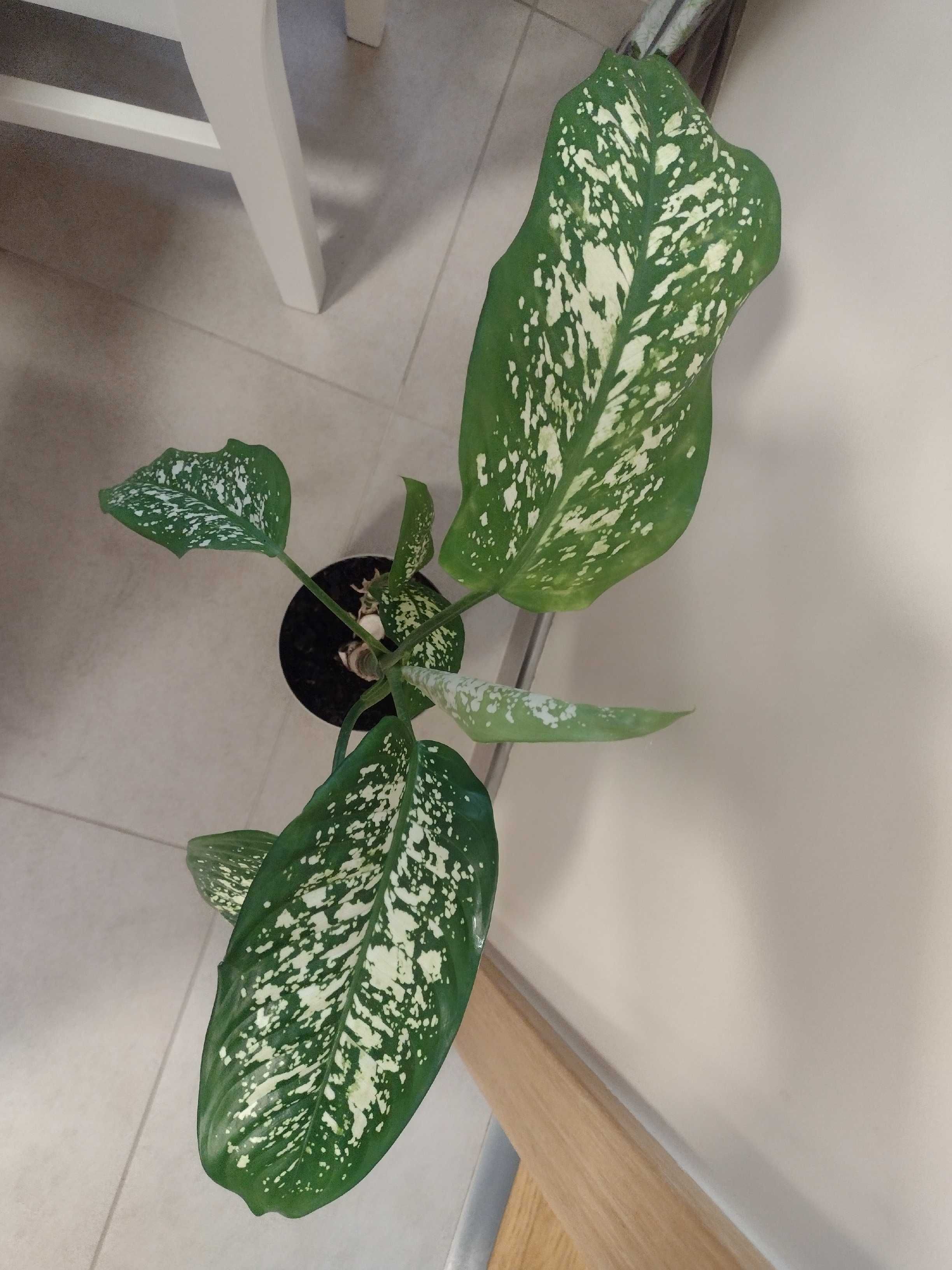 Diffenbachia duża, 50-55cm