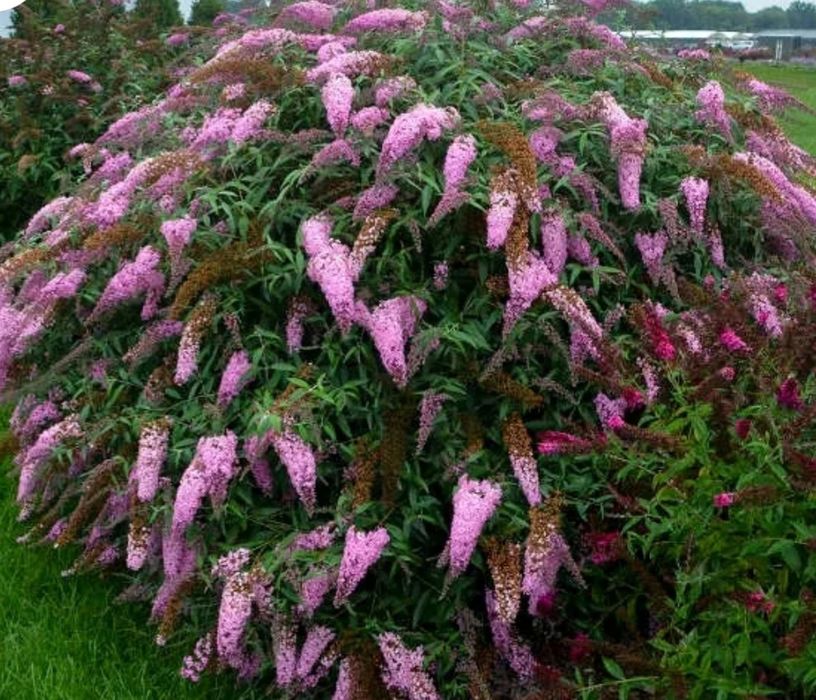 Budleja Davida-różowa
